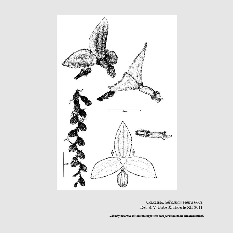 Neooreophilus ortizianus